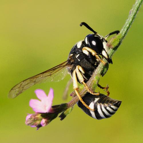 Réf. 262 536 : Cephalochilus labiatus hispanicus